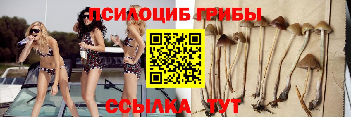 Псилоцибиновые грибы Cubensis Выборг
